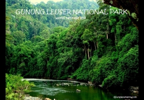 Gunung Leuser National Park North Sumatra Indonesia