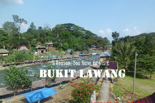 5 Reason, You should be come to Bukit Lawang