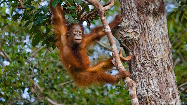 Rehabilitation Orangutan Bukit Lawang Since 1973