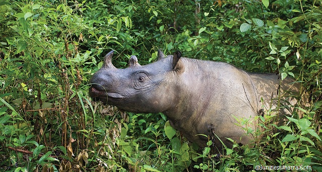 Facts About Sumatran Rhinos
