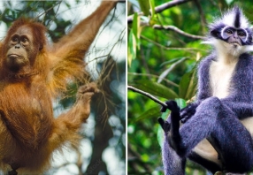 3 Days Tour Bukit Lawang Orangutan Trekking