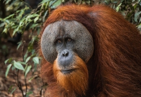 Day Tours Orangutan From Medan